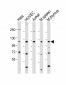 RIG-I Antibody (C-term)